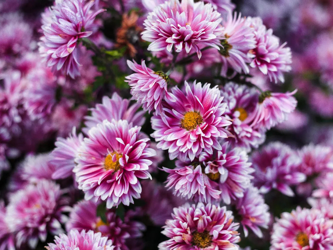 Paarse chrysanten