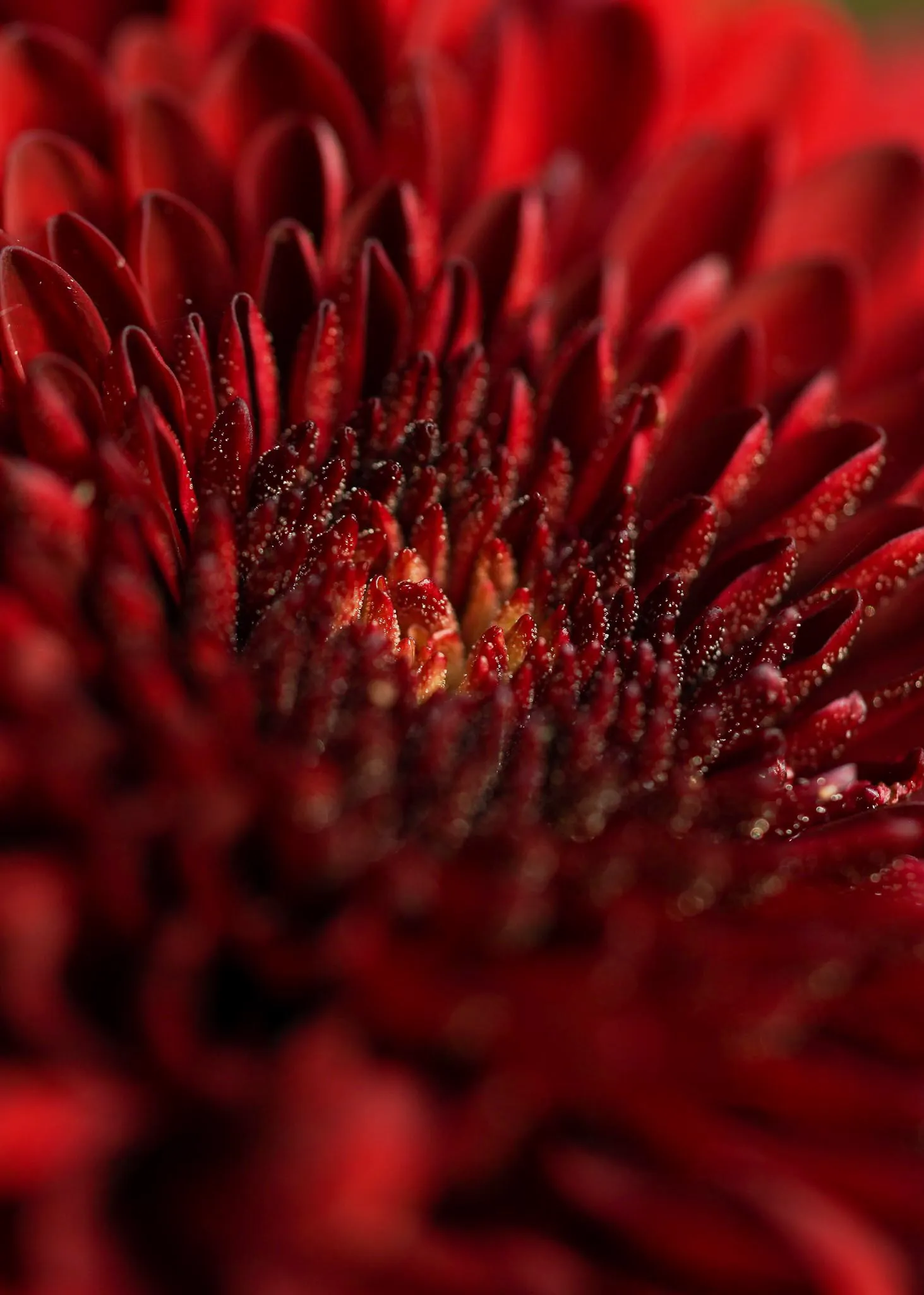 Close-up van een rode bloem