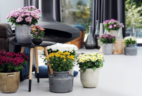 Chrysanten in potten