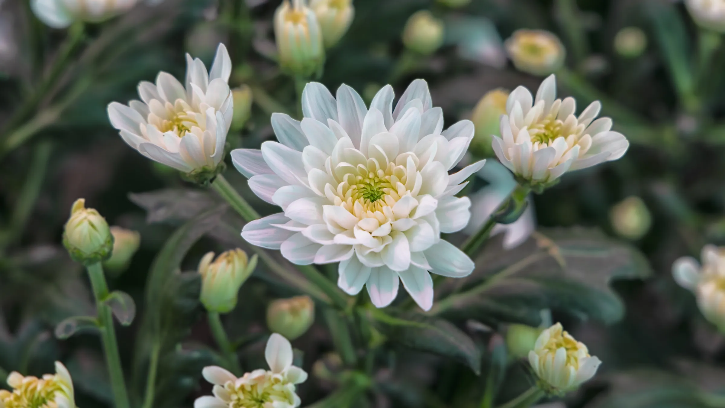 Witte chrysanten