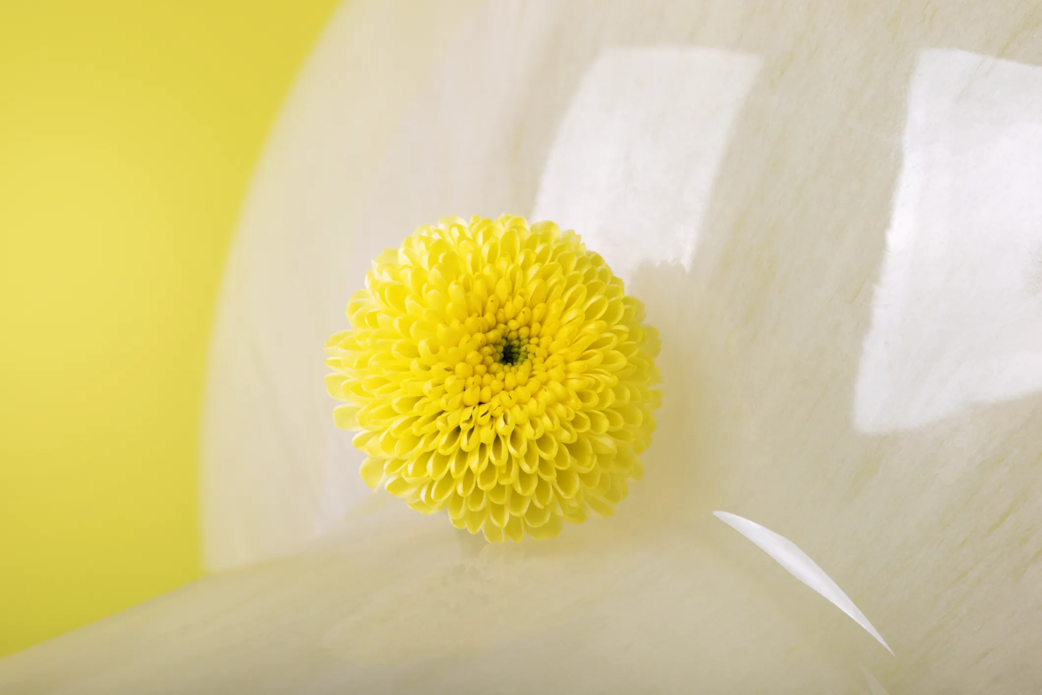 Gele pompon chrysant