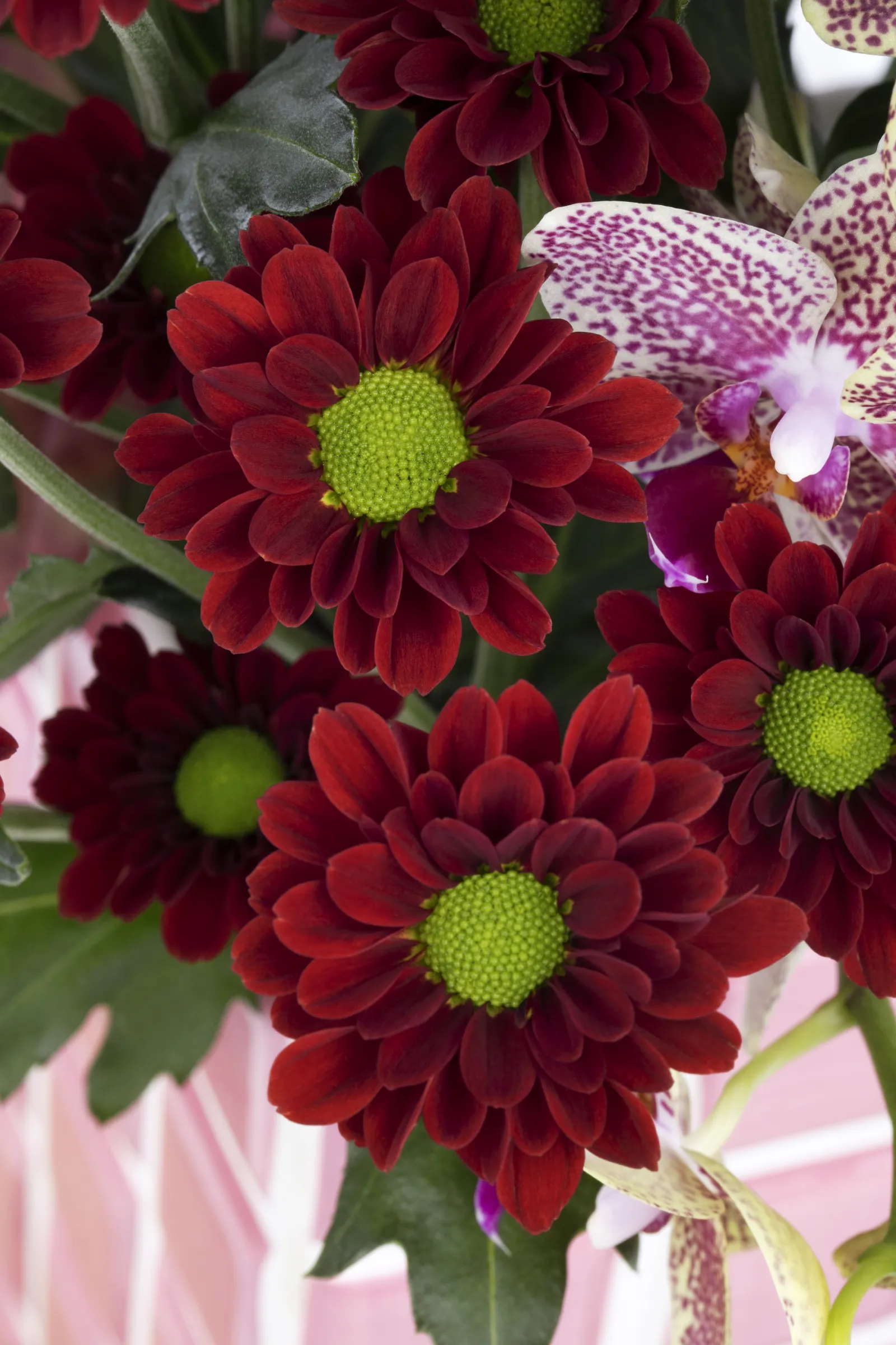 Rode chrysanten close-up