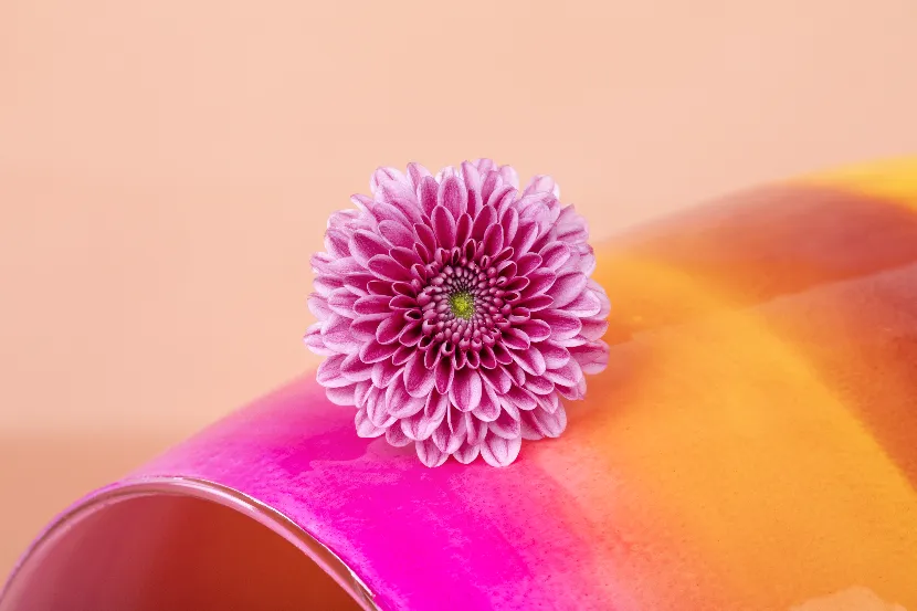 Roze chrysant