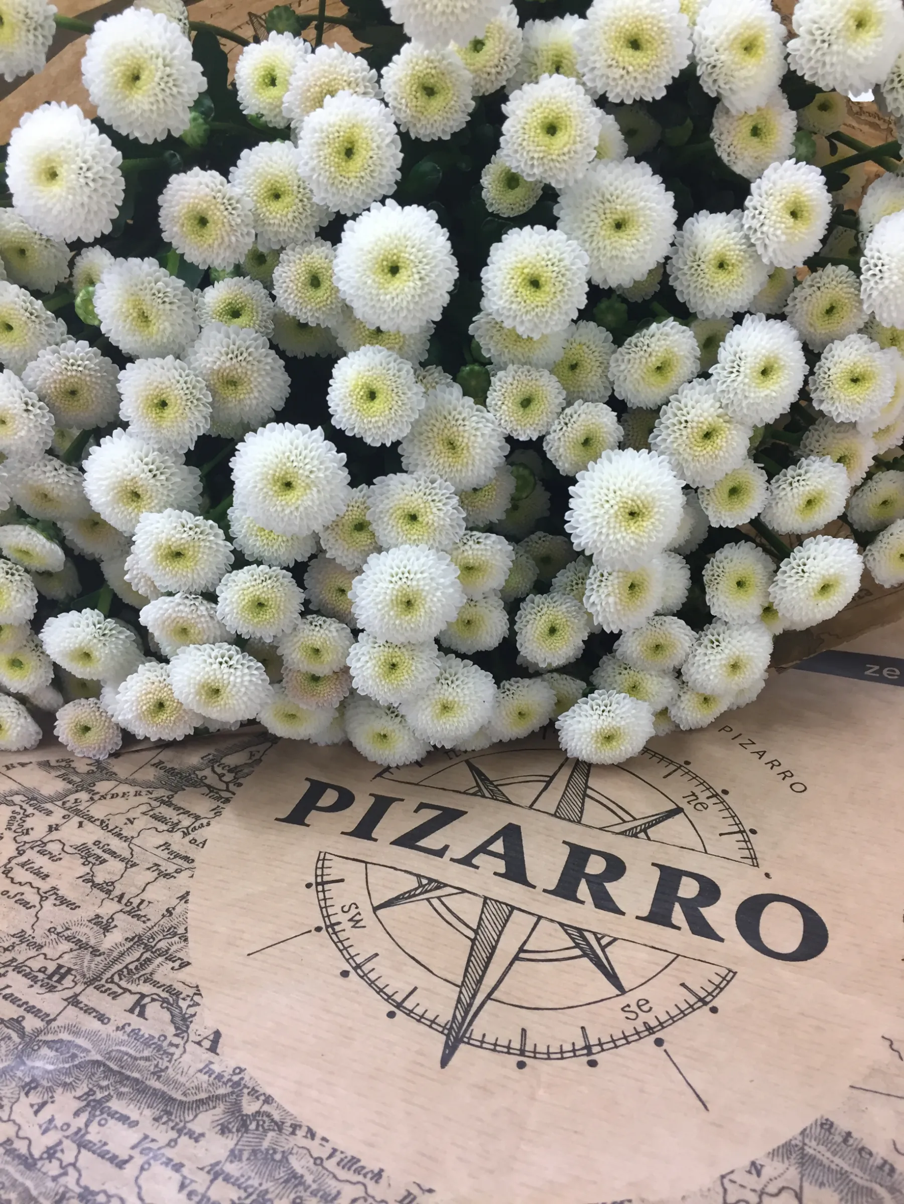 Witte pompon chrysanten