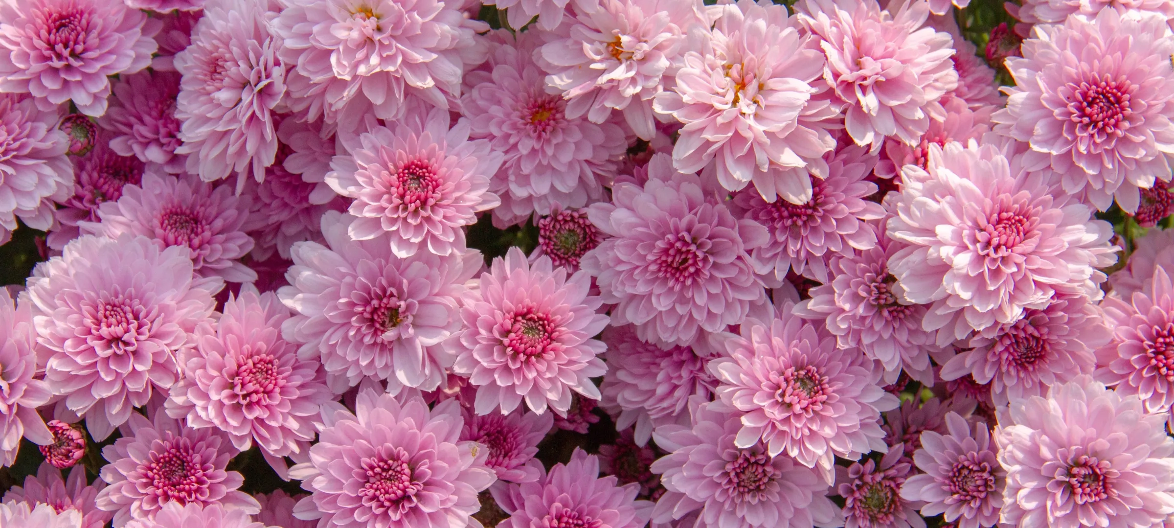 Roze chrysanten